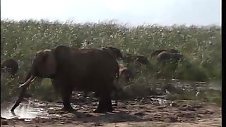 These human animals in a safari having sex